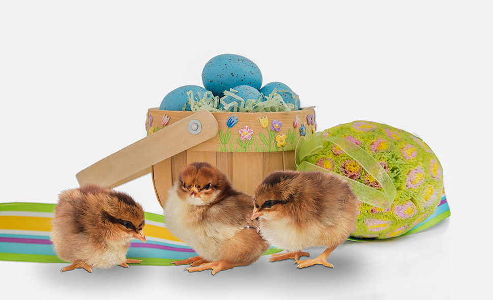 Easter chicks